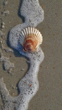 Sahilde deniz kabuğu