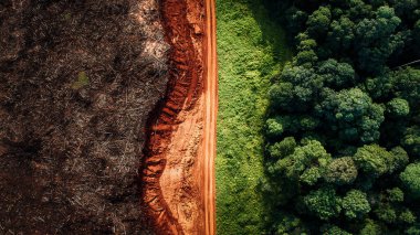 Ormandaki yol manzarası.