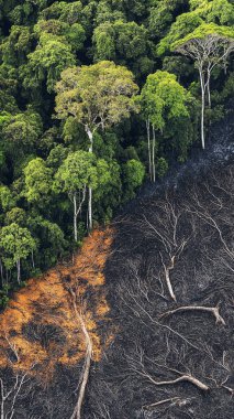 Yanan bir ormanın güzel bir görüntüsü