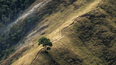 Ağaçlı, yeşil bir tarlanın yüksek açılı görüntüsü.