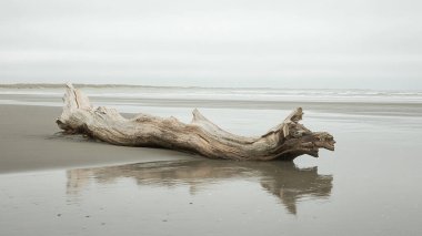 Ağacı olan güzel bir manzara ve denizin arka planında ahşap bir köprü.