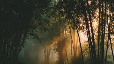 Ormanın güzel manzarası