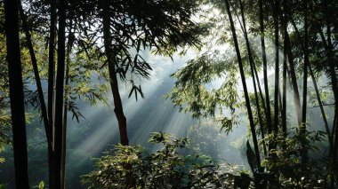 Ormanda güzel bir gün batımı