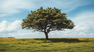 alanda yalnız ağaç