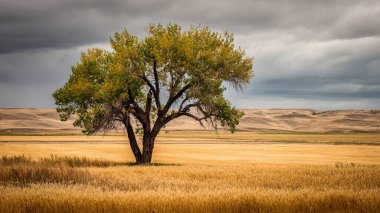 Fırtına bulutları saskatchewan çayır sahnesi Kanada alanları
