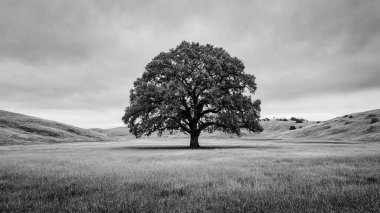 Tarlada yapayalnız ağaç.