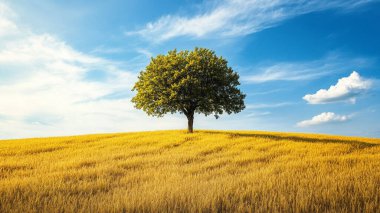 Sarı çiçekli ağaç ve arka planda yeşil tarla