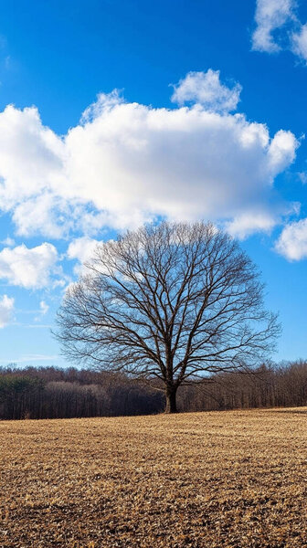 a single tree in a field under a cloudy sky