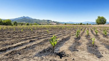 Buğday tarlasında yetişen bir sıra genç bitki ve ağaç. İspanya 'da tarım