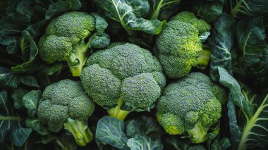 Bahçede taze organik yeşil lahana