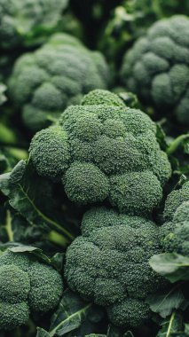 Siyah arka planda yeşil brokoli. Taze brokoli.