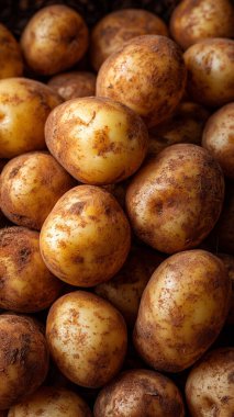 Kırsal arka planda sepette taze organik patatesler. en üstteki görünüm.