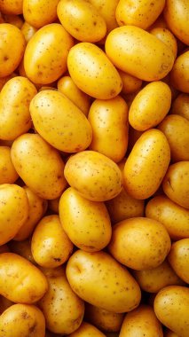 Arkaplan olarak çiğ sarı organik patates