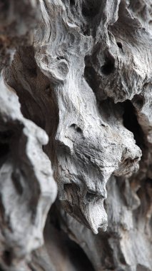 Bir ağaç kabuğu bir closeup