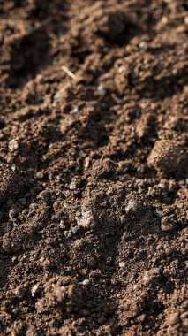 close up of soil in the garden.