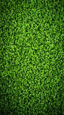 duvarda yeşil yosun