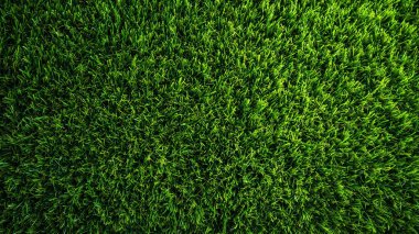 arkaplan için çim dokusu