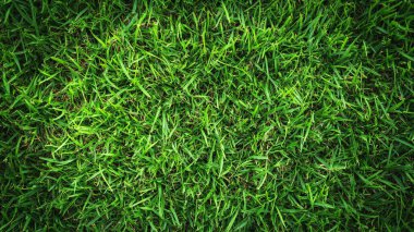 yeşil çimenlerin arkaplanı