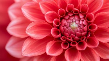 close up red flower with petals