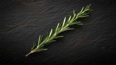 fresh rosemary herb on dark background with copy space