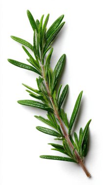 Taze yeşil biberiye beyaz arkaplanda izole edildi