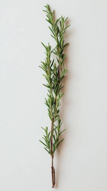 Beyaz arkaplanda biberiye bitkisi