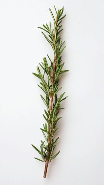 branch of a fresh rosemary on white background