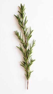 green branches of rosemary on white background