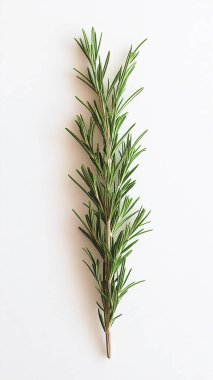 rosemary twig isolated on white background. top view