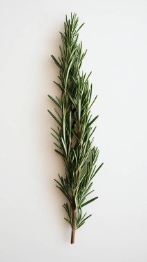 Beyaz arkaplanda biberiye dalı izole edildi