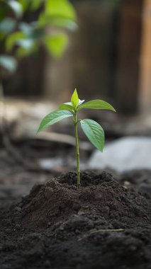 Toprakta büyüyen genç bitkiler