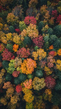 Renkli ağaçlarla dolu güzel sonbahar manzarası
