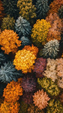 autumn background of colorful leaves. top view.
