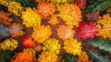 Renkli ağaçlarla dolu sonbahar manzarası