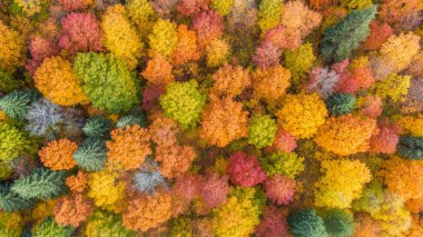 Yılbaşı ya da yeni yıl kartı için renkli bir geçmiş