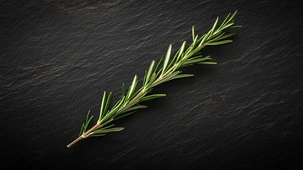 fresh rosemary herb on dark background with copy space