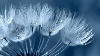 beautiful dandelion flower on a background of the blue grass. close - up.