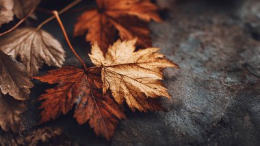 dry autumn leaves on the background of the forest