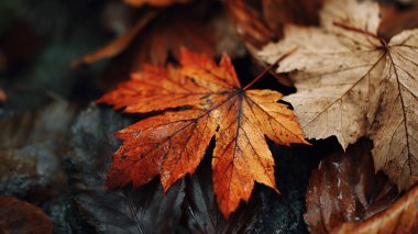 güzel sonbahar akçaağaç yaprakları