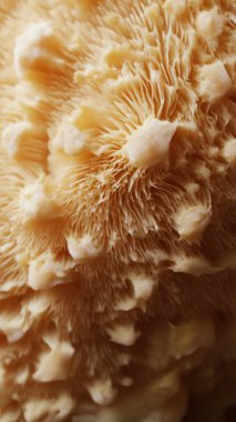 Beyaz bir mantara yaklaş