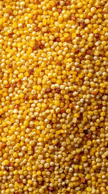 Mısır taneleri arka planda. en üstteki görünüm