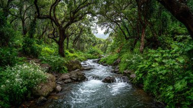 Ormanın içinden nehir akar