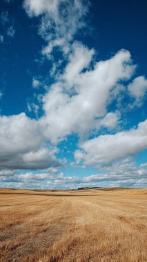 Altın tarla ve bulutlu mavi gökyüzü