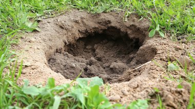 Çimenlerdeki deliğe yakın.