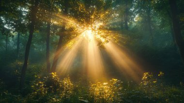 Sabah güzel bir orman