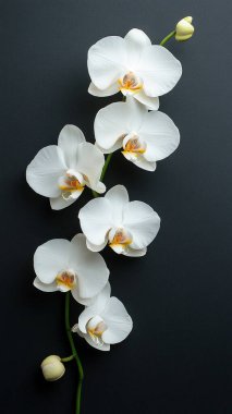 Siyah arkaplanda beyaz orkide çiçekleri