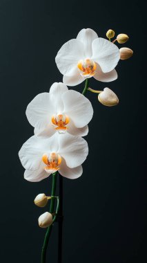 Koyu arkaplanda güzel beyaz bir çiçek