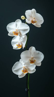 Siyah arkaplanda beyaz ve beyaz orkideler
