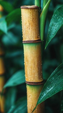 Bulanık su damlaları olan taze yeşil muz yapraklarını kapatın.