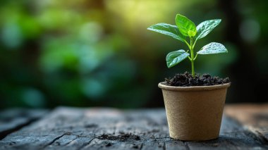 Genç yeşil bitki bulanık arka planda saksıda